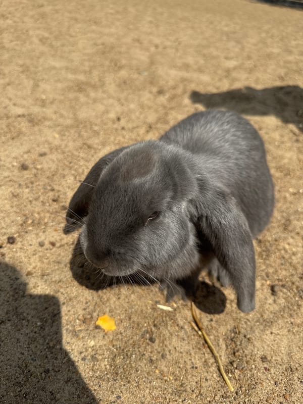 Rabbits, alpacas, and outdoor yoga at an Omsk venue