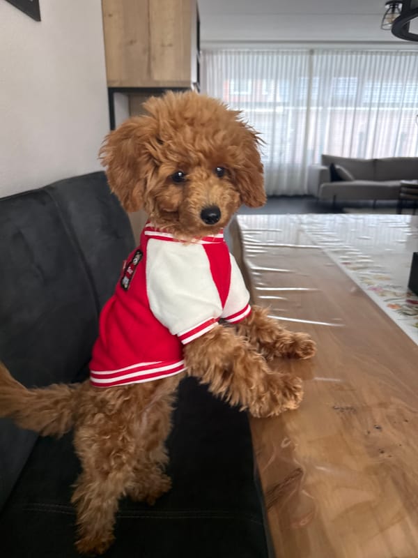 Dressed dog spotted in striped shirt in Marum