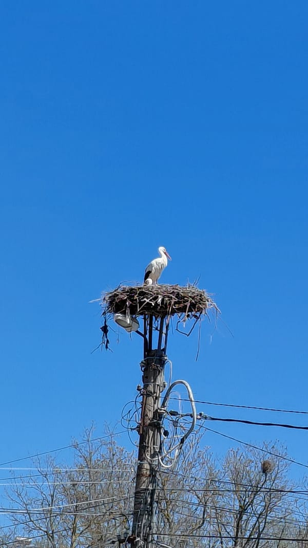 White stork spotted nesting on utility pole