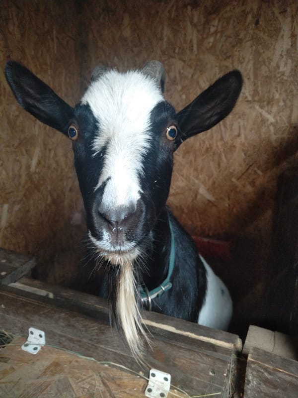 Goats in a barn, up close and very much aware of the camera.