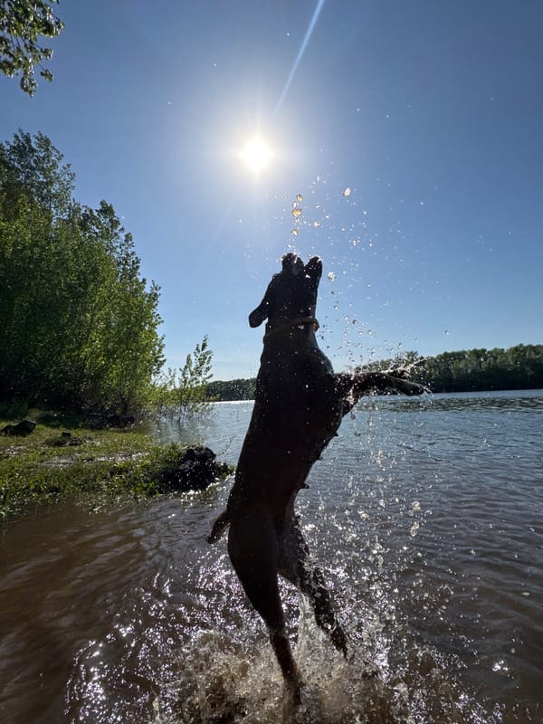 Dog leaps from water on sunny day in Chaikovsky