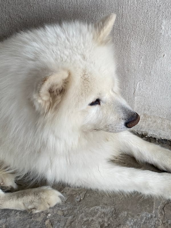 Samoyed dogs lounging on outdoor surfaces, happy and relaxed