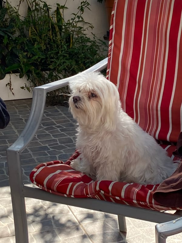 Afternoon barbecue with grilled meats observed in Buenos Aires