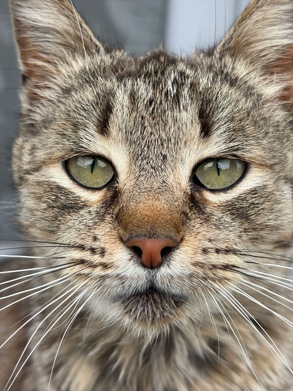 Tabby cat photographed in close-up portrait session indoors