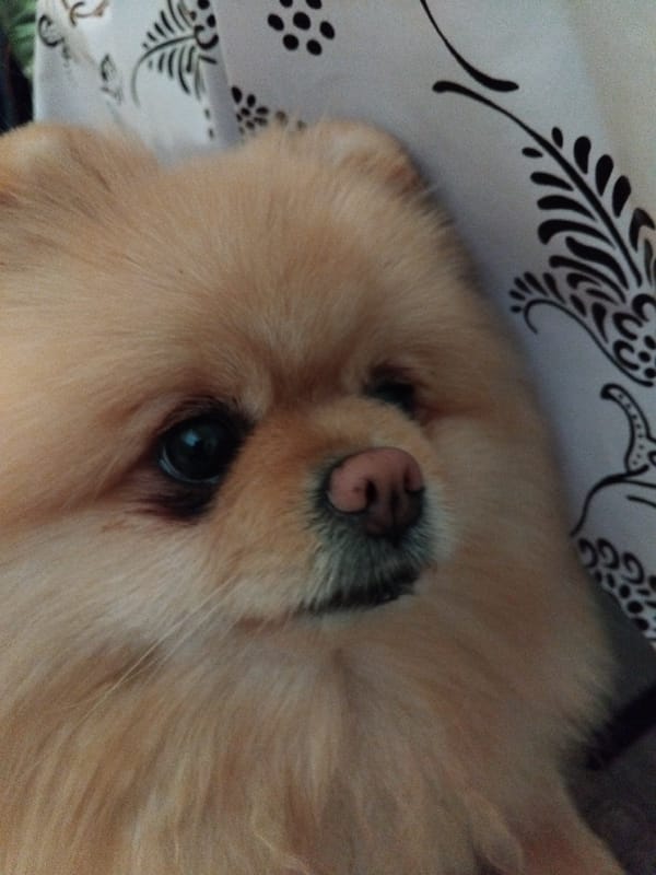 Pets photographed resting at home in Apriltsi, Bulgaria