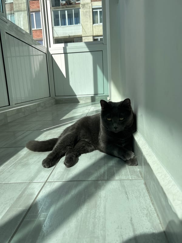 Grey cat photographed lounging in Veliko Tarnovo, Bulgaria