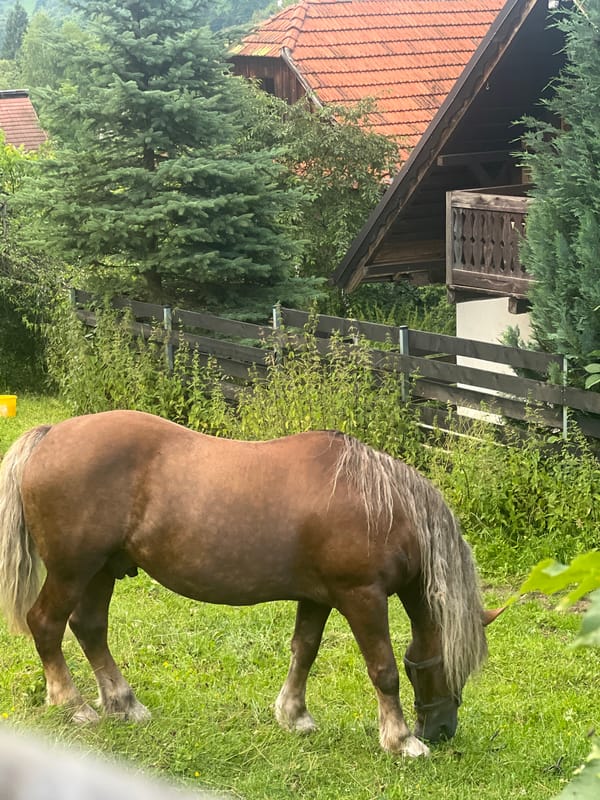 Horse grazing, a curious cat, and mountain views in the countryside