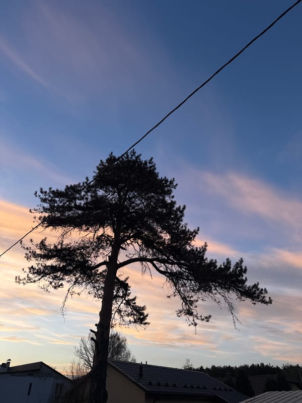 Evening nature scenes documented in rural Belarus countryside