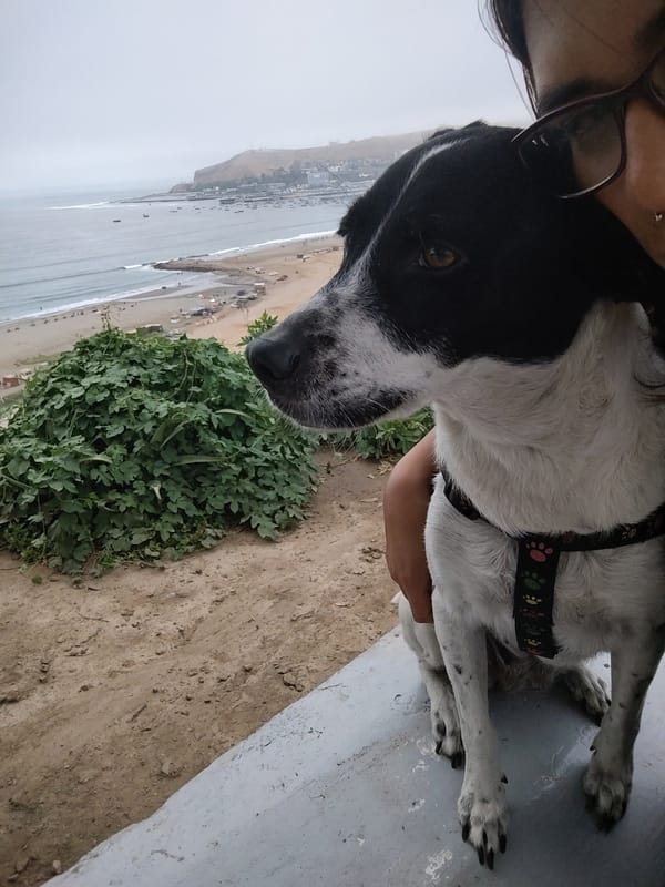 Dog spotted at multiple coastal locations in Peru
