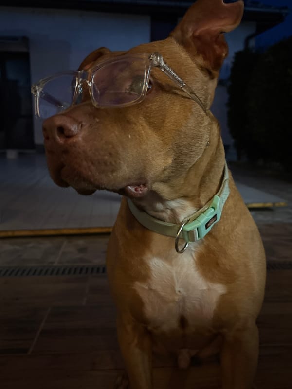 Dog wearing glasses photographed in Bulgarian city streets