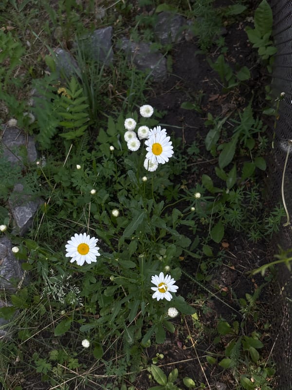 Quiet morning moments documented in rural Vishnevka, Russia