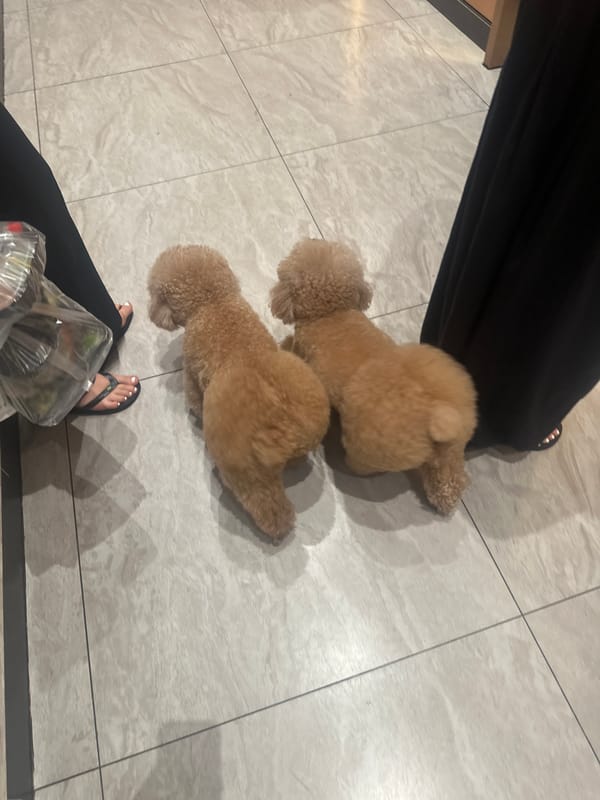 Two people with small curly dogs indoors in Thủ Đức
