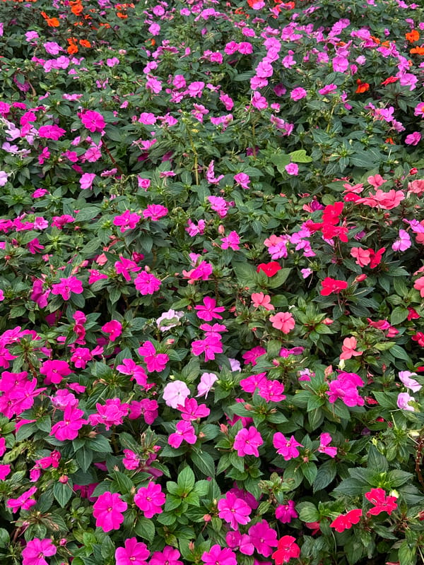 Evening botanical garden visit documented in Toluca, Mexico