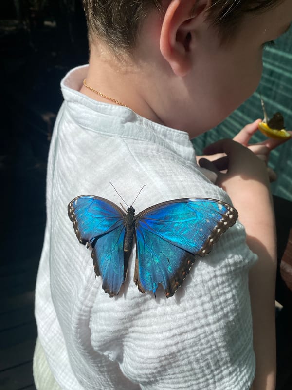 Live butterflies up close at a Chișinău enclosure