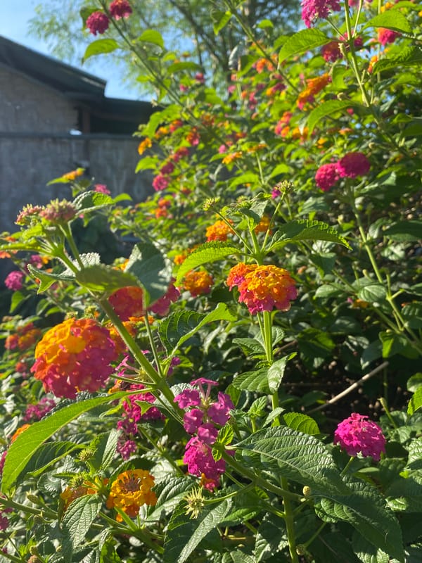 Evening street life and tropical blooms documented in Davao City