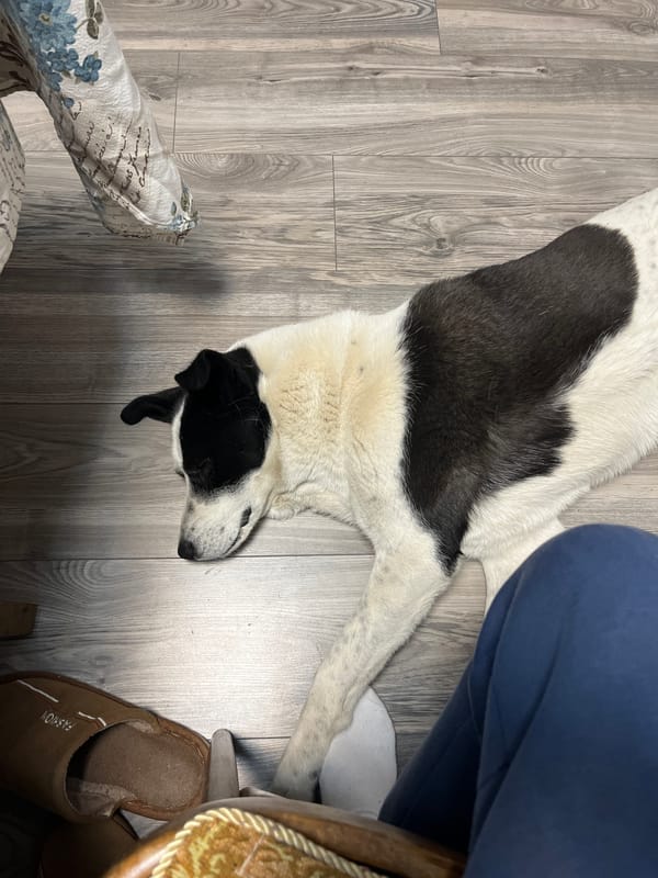 Young man and dog captured in casual indoor moments