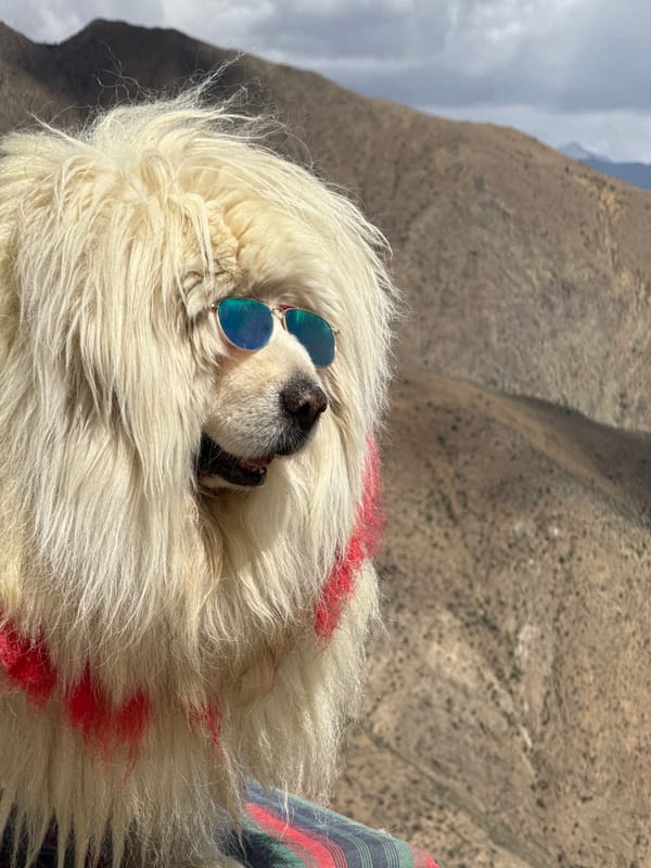 Sunglasses-wearing dog spotted resting on terrace in Qangtang, China