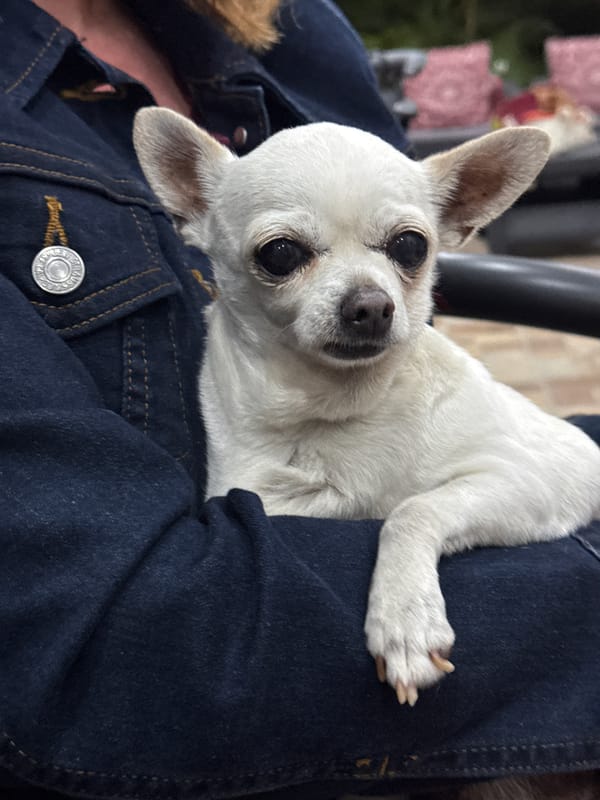 Quiet evening with Chihuahua and snacks documented in Atlixco