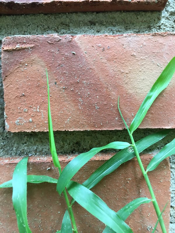Urban nature documentation captures plants, walls, textures