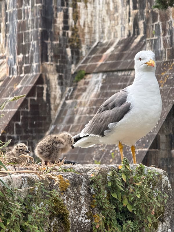 Gulls nest, tourists explore at Mont-Saint-Michel abbey