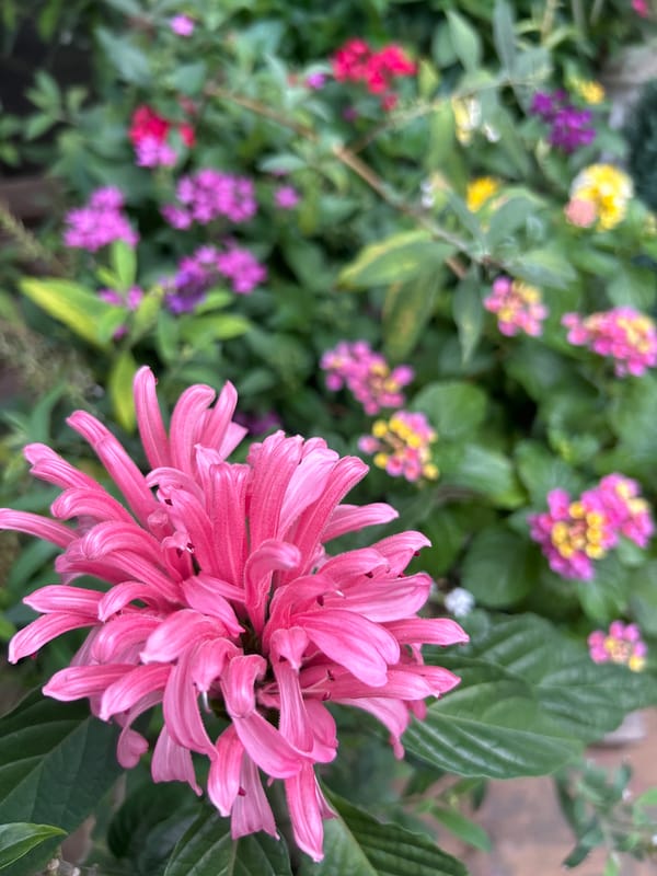 Pink flower photographed in Buenos Aires garden display