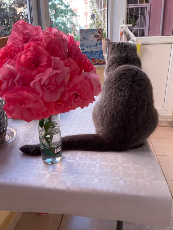 Gray cat photographed with pink roses indoors in Alanya