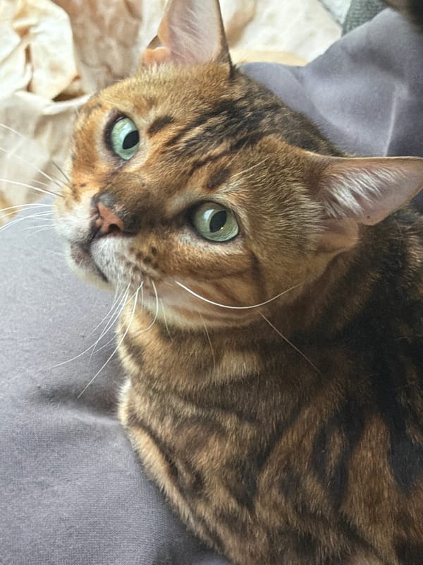 Bengal cat lounging and being held in Garmisch-Partenkirchen