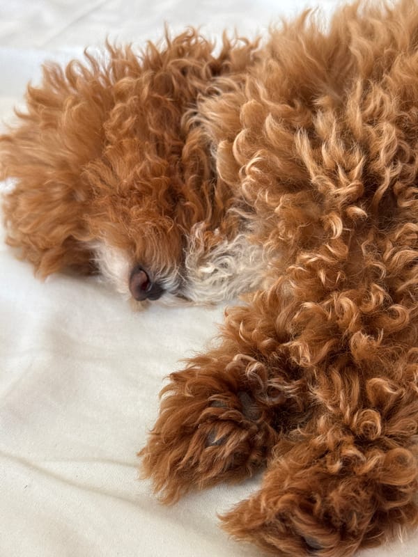 Curly brown poodle puppy napping and posing up close