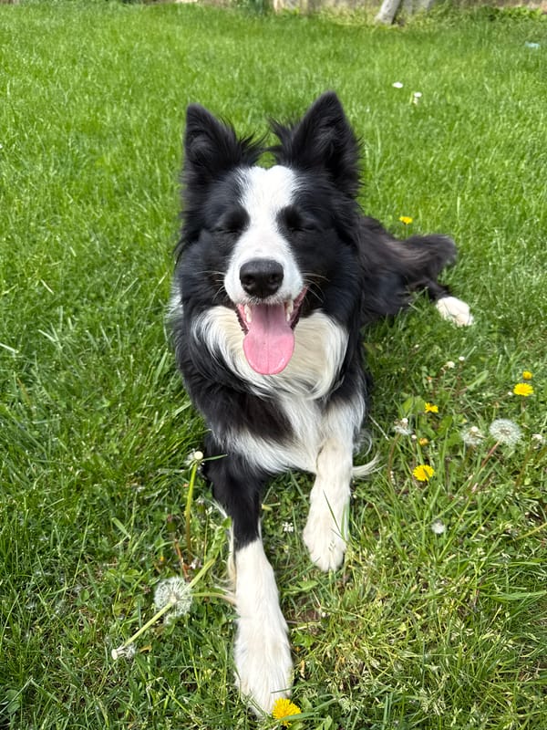 Border collie enjoys sunny afternoon on Bulgarian lawn