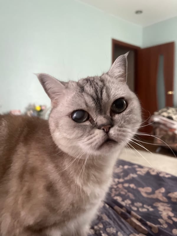 Cats, pilaf, and a slow morning in at home in Kazan