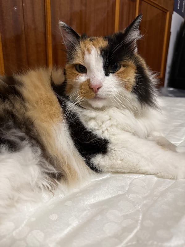 Calico cat dozing on a white quilted surface