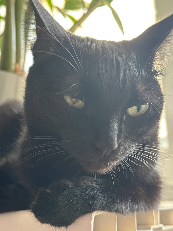Black cat with green eyes observed indoors during early morning