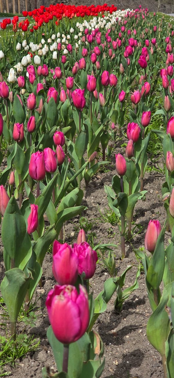 Tulip garden in full bloom documented in Varna