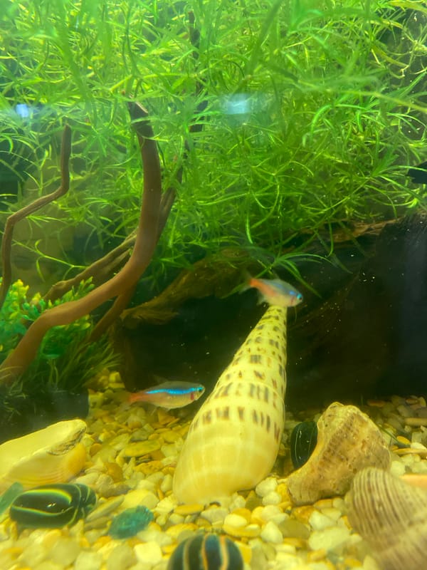 Aquarium fish documented in detailed sequence in Volzhsk, Russia