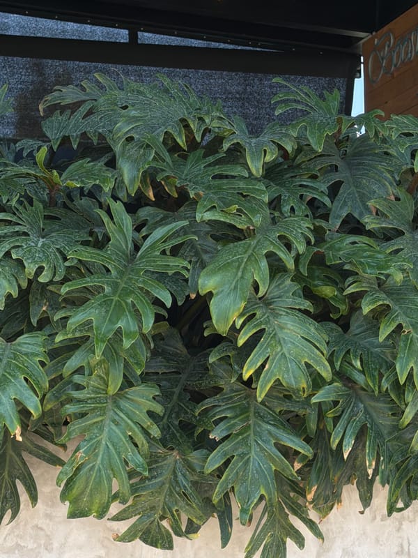 Urban cafe seating and aging philodendron plants documented