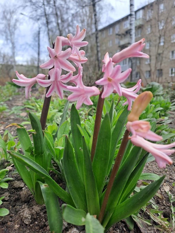 Pink hyacinth blooms captured in Elektrostal, Russia