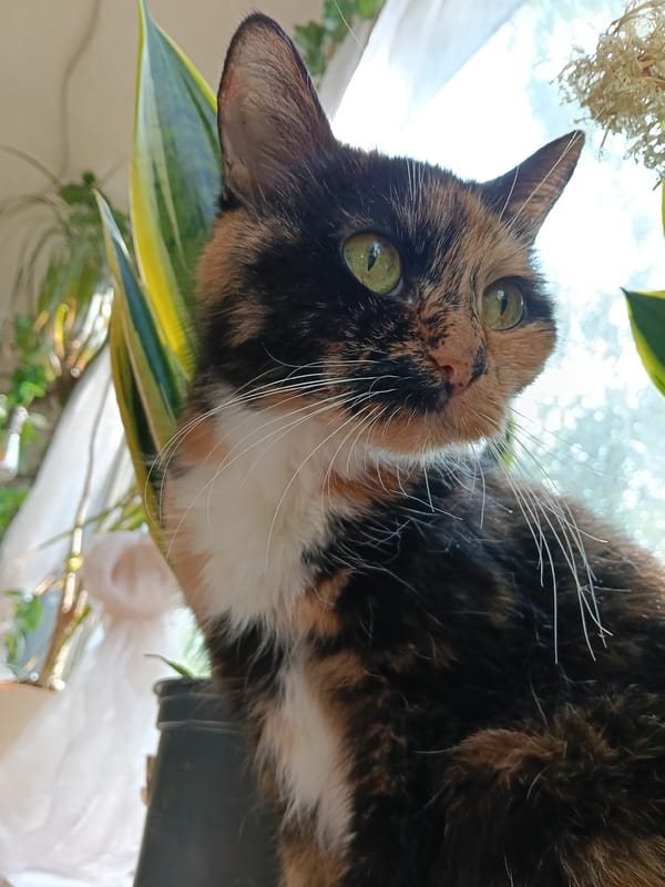 Indoor pet portraits — cats and a dog, Zelenograd