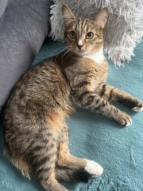 Tabby cat photographed relaxing on blanket in Izhevsk