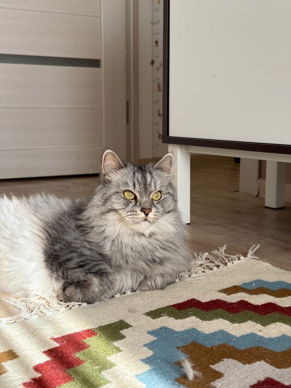 Fluffy gray cat lounging on a patterned rug