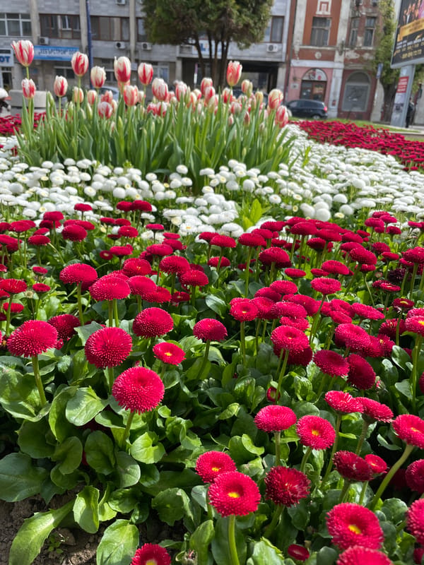 Spring flower display observed in Pazardzhik, Bulgaria