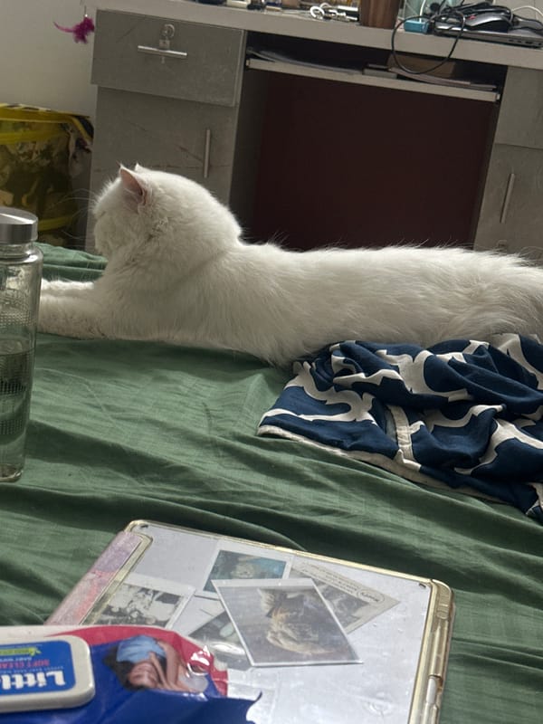 White cat photographed on bed with album in Tathawade