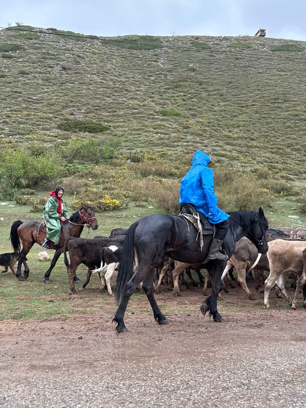 Cattle herders drive livestock through Kyrgyzstan mountains in rain