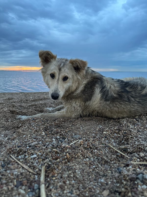 Dog chilling on a pebble beach in Kokshetau