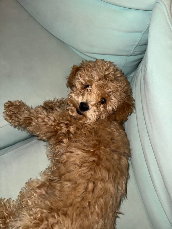 Dog rests on sofa in Moscow home