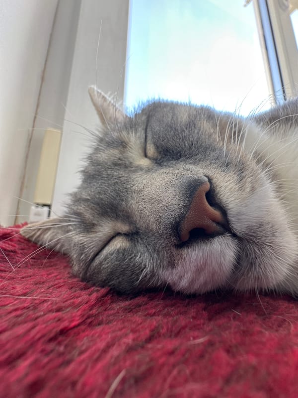 Gray tabby naps and grooms on a red mat by the window