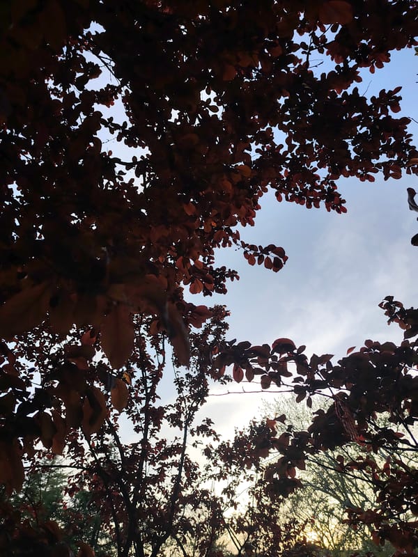 Spring afternoon documented at Sandanski park with wildlife, visitors