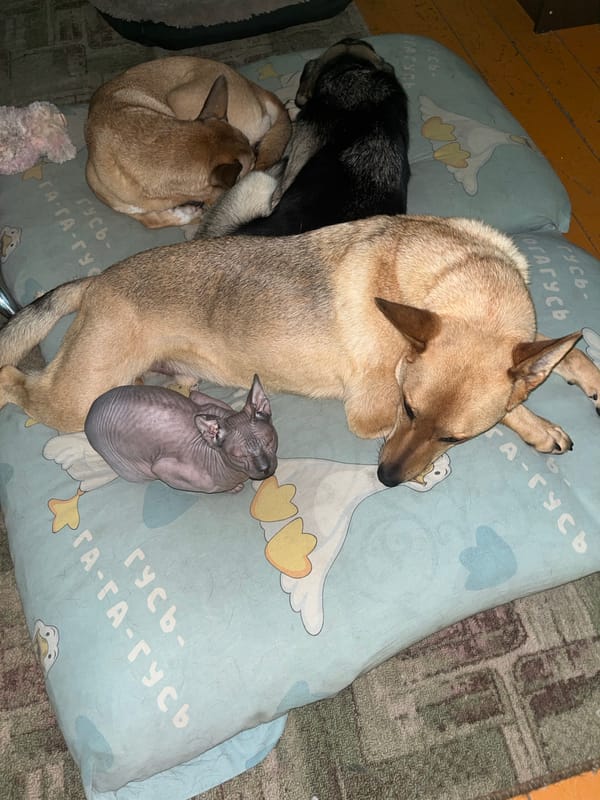 Dogs and cats share a lazy morning in a Nizhny Tagil home