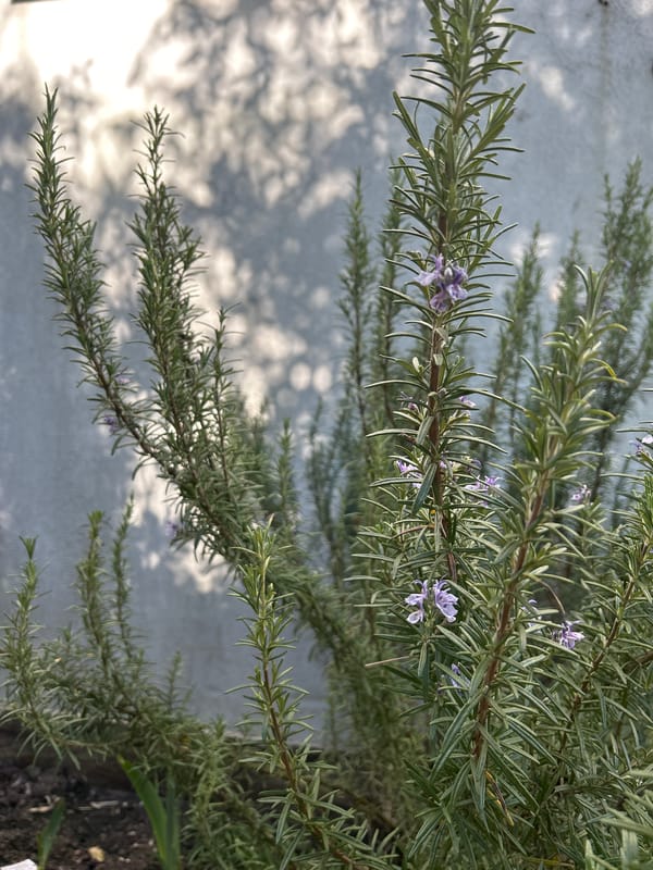 Cats roam garden deck amid spring blooms in Strasbourg