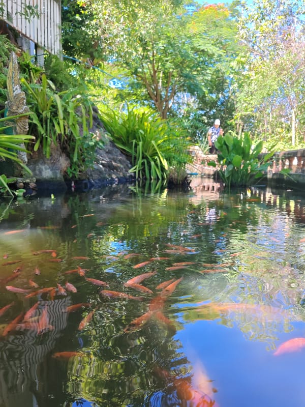 Koi ponds and a golden pagoda at a Thai temple grounds