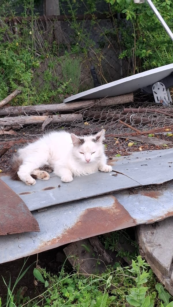 Cat rests near flip phone in afternoon observation